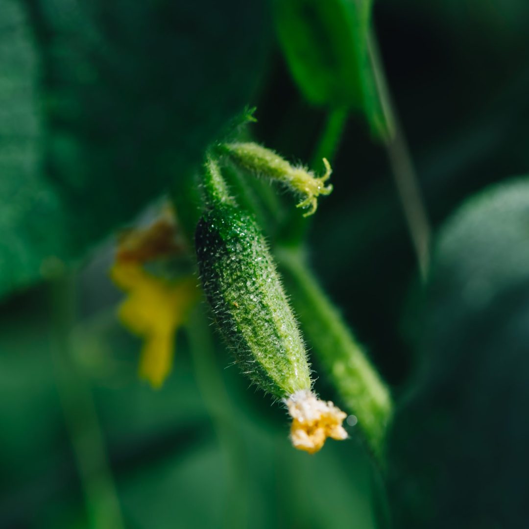 Cucumbers Growing On The Vine In Backyard Garden