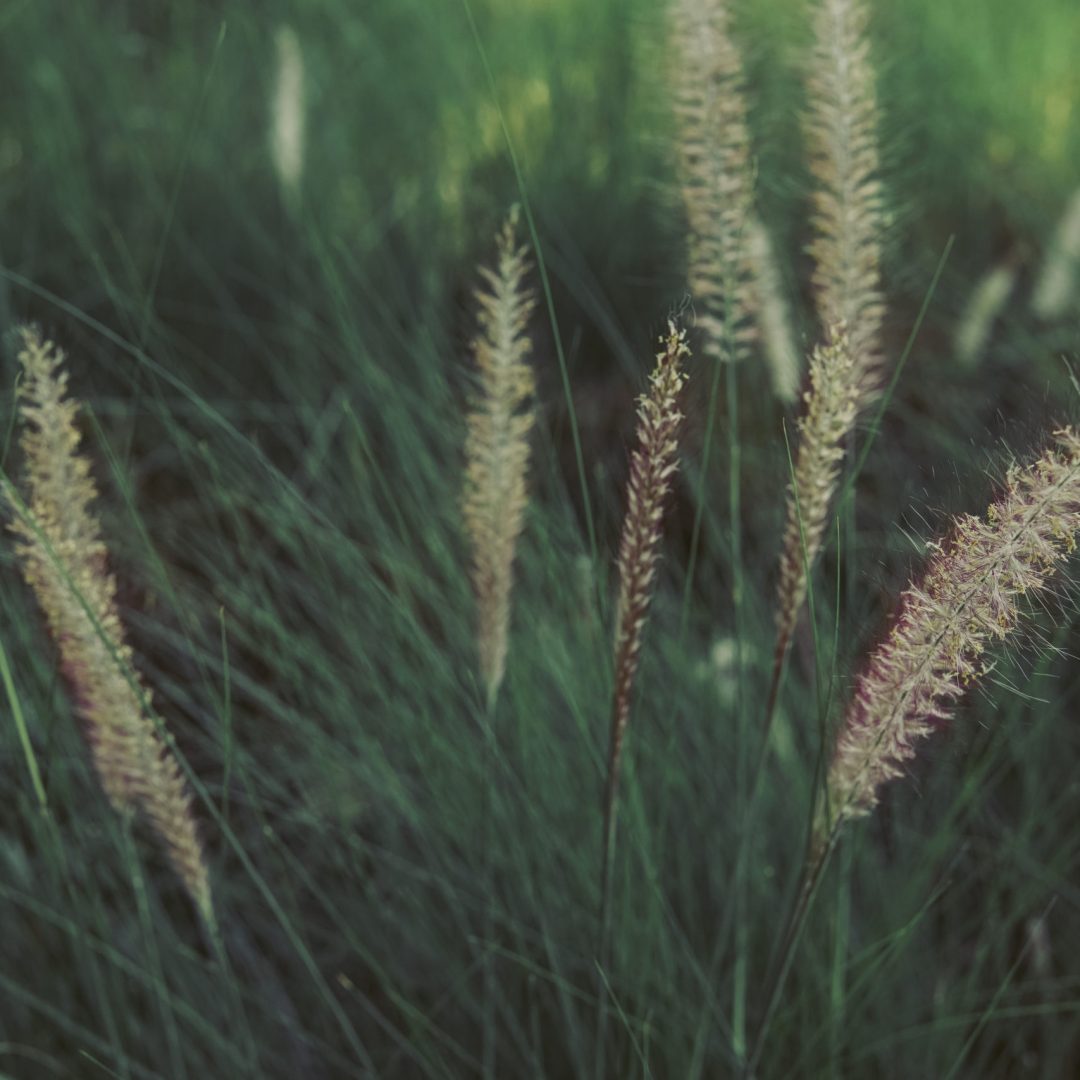 Pennisetum grass fether, positive ,relaxing ,effortless and soothing concept